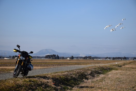 薬莱山を背景に白鳥とMT-09